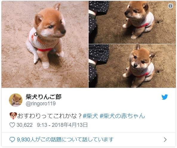 《激似手机吊饰的柴犬》看我的吊饰会动还不能挂在手机上喔ww(?) - 图片5 《激似手机吊饰的柴犬》看我的吊饰会动还不能挂在手机上喔ww(?)