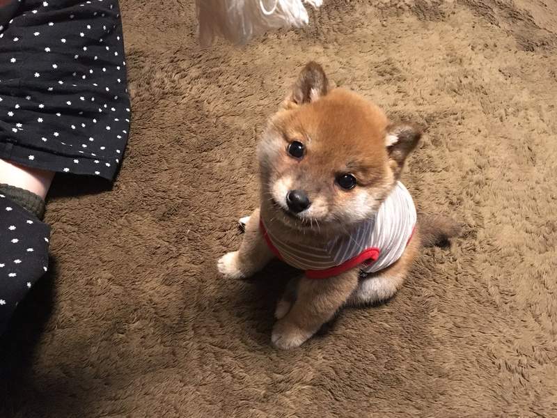 《激似手机吊饰的柴犬》看我的吊饰会动还不能挂在手机上喔ww(?) - 图片8 《激似手机吊饰的柴犬》看我的吊饰会动还不能挂在手机上喔ww(?)
