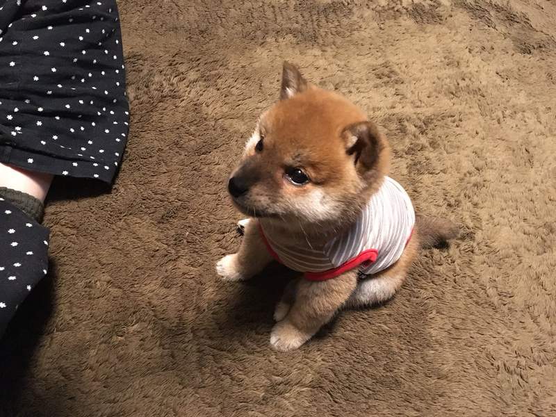 《激似手机吊饰的柴犬》看我的吊饰会动还不能挂在手机上喔ww(?) - 图片7 《激似手机吊饰的柴犬》看我的吊饰会动还不能挂在手机上喔ww(?)
