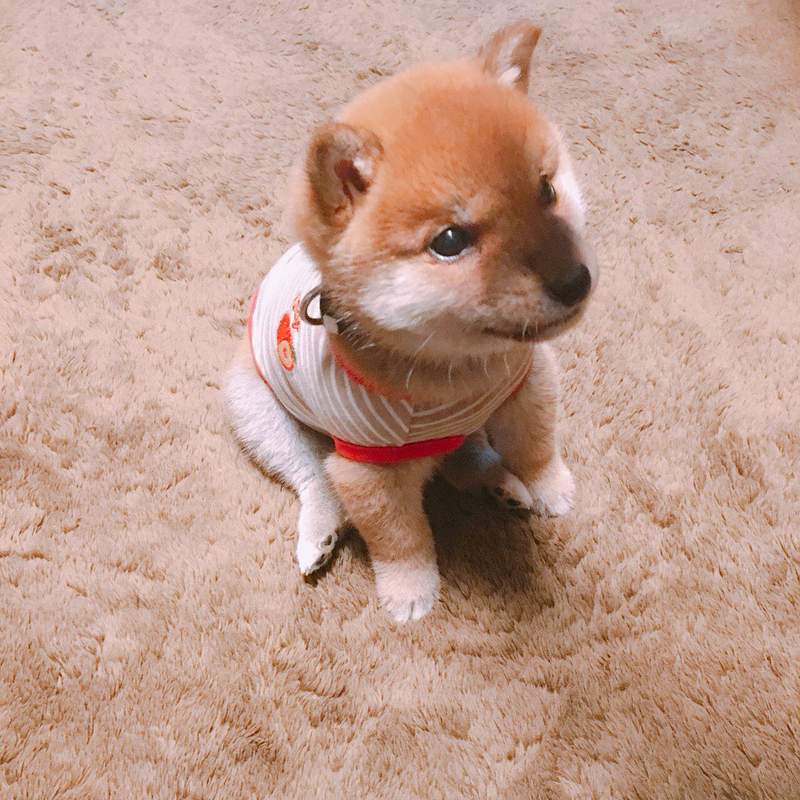 《激似手机吊饰的柴犬》看我的吊饰会动还不能挂在手机上喔ww(?) - 图片6 《激似手机吊饰的柴犬》看我的吊饰会动还不能挂在手机上喔ww(?)