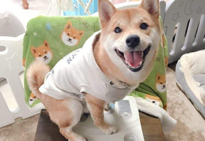 《激似手机吊饰的柴犬》看我的吊饰会动还不能挂在手机上喔ww(?) - 图片9 《激似手机吊饰的柴犬》看我的吊饰会动还不能挂在手机上喔ww(?)