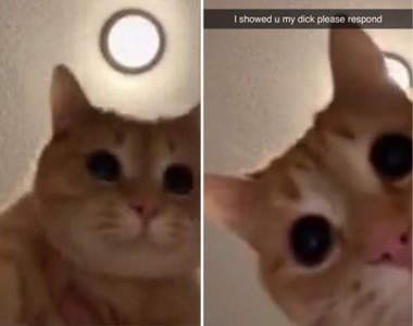 抖音正確的使用方法《破千萬人次觀看的貓影片》一格一格彈出來魔性滿溢XD