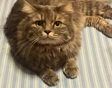 《貓吹太多冷氣的結果》這身毛根本不是夏天該有的毛量吧!?ww