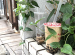 《珍珠奶茶汙染日本街道》奶茶和珍珠容易腐爛發臭 Instagram看不到的黑暗面…… 《珍珠奶茶汙染日本街道》奶茶和珍珠容易腐爛發臭 Instagram看不到的黑暗面……