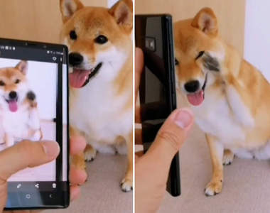多柴多藝《會跟著照片做動作的柴犬》感覺超聰明超討人喜歡的可愛柴犬