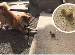 【昆蟲注意】《柴犬鬥螳螂》全力威嚇對方的兩隻,飼主在一旁看到笑歪ww 【昆蟲注意】《柴犬鬥螳螂》全力威嚇對方的兩隻,飼主在一旁看到笑歪ww