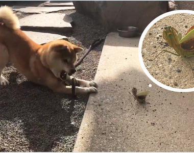 【昆蟲注意】《柴犬鬥螳螂》全力威嚇對方的兩隻,飼主在一旁看到笑歪ww