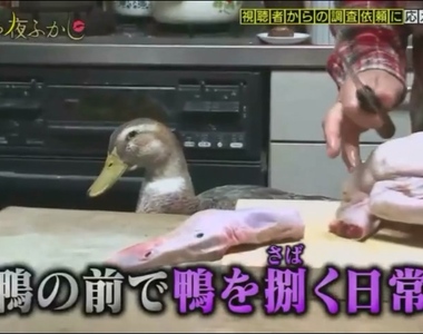 真的不是緊急備用糧食《熱愛鴨子的奶奶》想知道鴨子的心理陰暗面