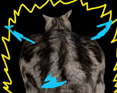 動物版復仇者聯盟《擁有厚實背肌的肌肉貓》推特慣例網友的趣圖創作來啦