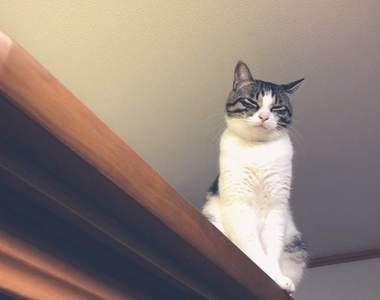 驚人事實《貓並沒有把飼主當人類看待》原來在貓咪眼中主人是如此無用?