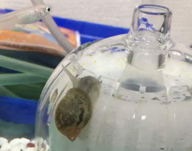 魚缸裡驚見《螺類的奇行》爬上打氣機大玩氣泡漂浮遊戲的可愛舉動萌翻推民❤