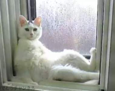 一找不得了《用關鍵字搜貓跟窗戶的結果》都出現一些很厲害的畫面是怎樣XD