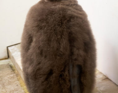 《企鵝這樣登大人》毛茸茸的幼鳥原來是這樣脫去皮草外套才變為成鳥