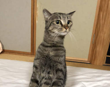 裡面有人嗎？《跪坐的貓咪》雙手放膝上，端正姿勢甚至比人類還標準ww