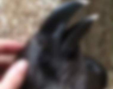 網路話題照再+1《你看到的是兔子還是烏鴉》?宛如真實版的「鴨兔錯覺」圖就此誕生