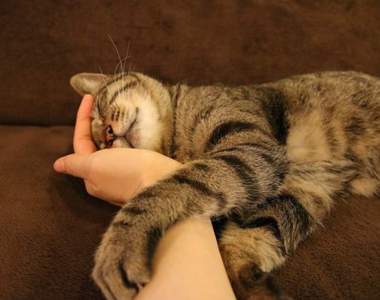 《有貓的休息所》無論短暫休息還是打發時間都有貓陪你放鬆的新型態設施