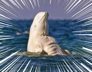 來自大海的超級戰士《筋肉白鯨》水面下打擊犯罪的工作就交給你了