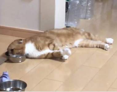 《反客為主的貓咪》原本擔心去到陌生環境會害怕，沒想到貓牠竟然放鬆成這樣...