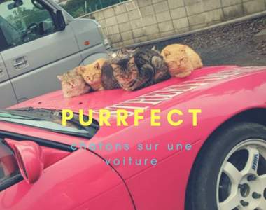 這台車子我要了《窩在引擎蓋上取暖的貓》人類這邊沒你們的事可以下去惹