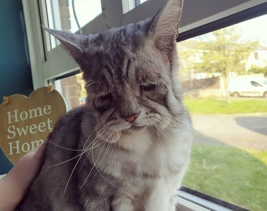 患有「鬆皮症」看起來總是悲傷的喵喵找到永久的家了～恭喜