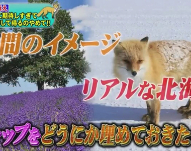 《北海道民吐槽觀光客》每個人都擅自幻想又擅自失望 大自然才沒有想像的那麼美好……