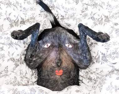 超好配合《史上最面癱的狗狗》超趣味萌犬IG攝影師拍下了毛小孩的100種變化