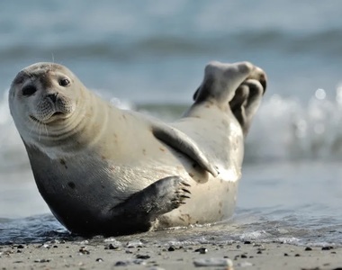 海豹擺出《香蕉姿》是為什麼你知道嗎？今天又學到了一課呢