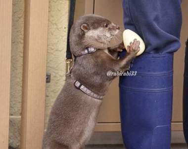 拿到就往裡面塞《水獺與雨鞋》飼育員的雨鞋就是我的玩具箱♪