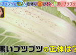 《白菜上的小黑點》醬菜老店呼籲千萬別慌張 那是營養成分絕不是壞掉…… 《白菜上的小黑點》醬菜老店呼籲千萬別慌張 那是營養成分絕不是壞掉……