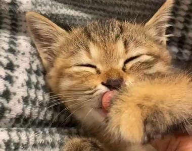 【有片】《睡前就愛舔手指的小貓》這個是會讓所有人融化的萌度