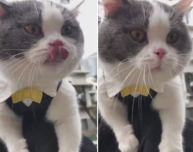 求大神翻譯《講話很像哆啦A夢的貓》嗚捏逼利沃捏逼威耶恩逼捏mmmmmmm