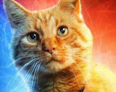 貓就是正義《驚奇隊長》試映 全劇真正的明星是那隻貓?