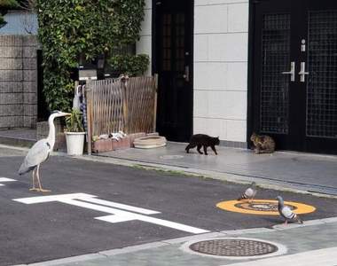 春天來了《情報量過多的奇蹟瞬間》玄關前簡直迷你型動物園狀態...