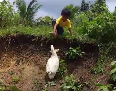 根本是鴨界天使《幫撿拖鞋的鴨子》可愛畫面被全程錄下讓人大讚太萌啦～