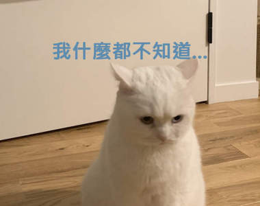 貓奴驚見《貓毛大衣》來自貓職人的精心設計,本季僅此一件...(眼神飄)