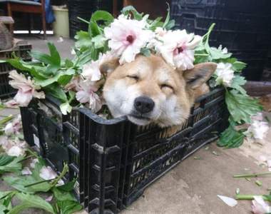 《職場裡的狗主管》上班有了狗主管的陪伴，工作效率都加倍❤