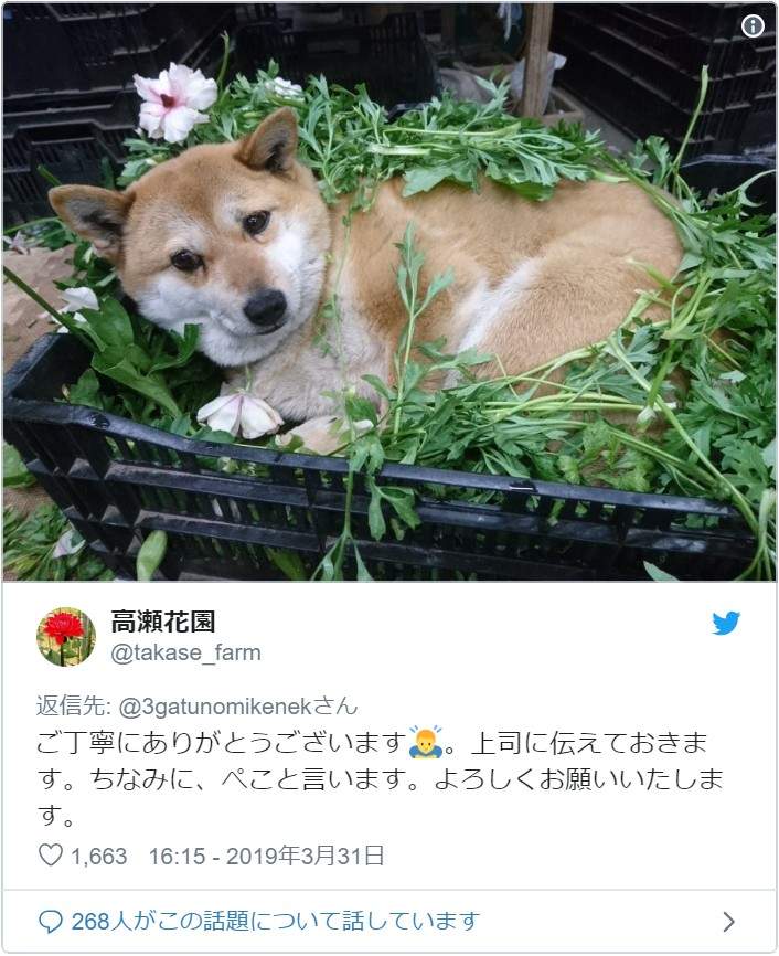 《职场里的狗主管》上班有了狗主管的陪伴,工作效率都加倍❤ - 图片6 《职场里的狗主管》上班有了狗主管的陪伴,工作效率都加倍❤