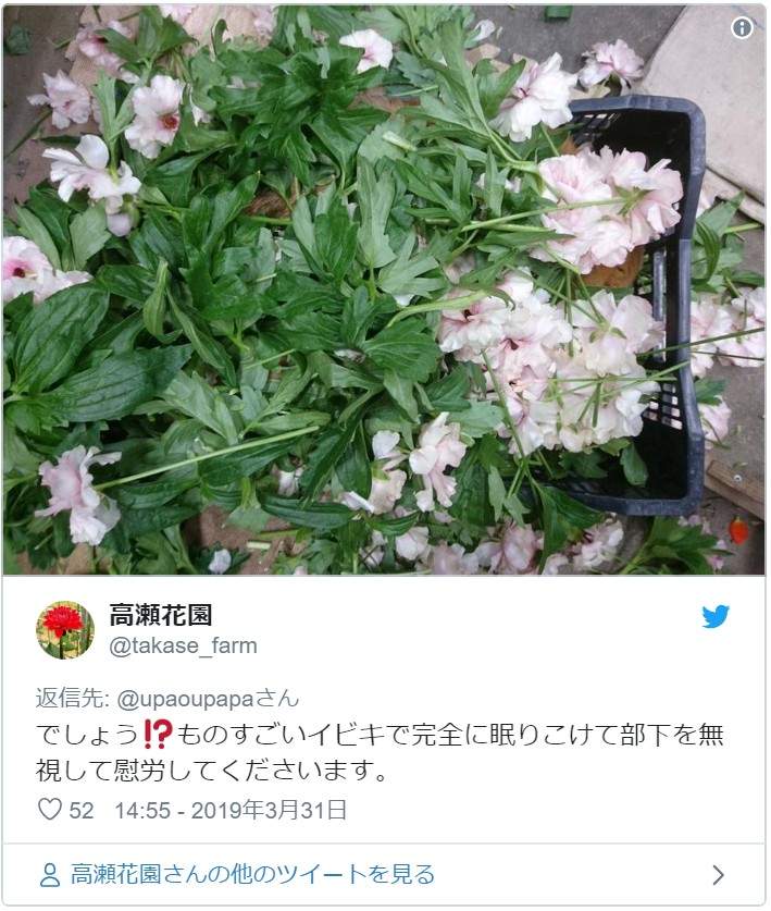 《职场里的狗主管》上班有了狗主管的陪伴,工作效率都加倍❤ - 图片7 《职场里的狗主管》上班有了狗主管的陪伴,工作效率都加倍❤