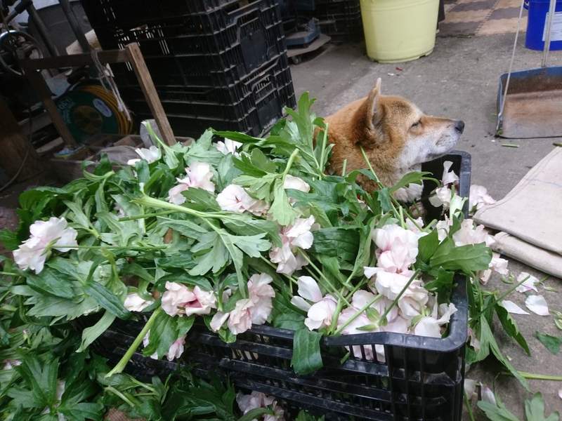 《职场里的狗主管》上班有了狗主管的陪伴,工作效率都加倍❤ - 图片4 《职场里的狗主管》上班有了狗主管的陪伴,工作效率都加倍❤