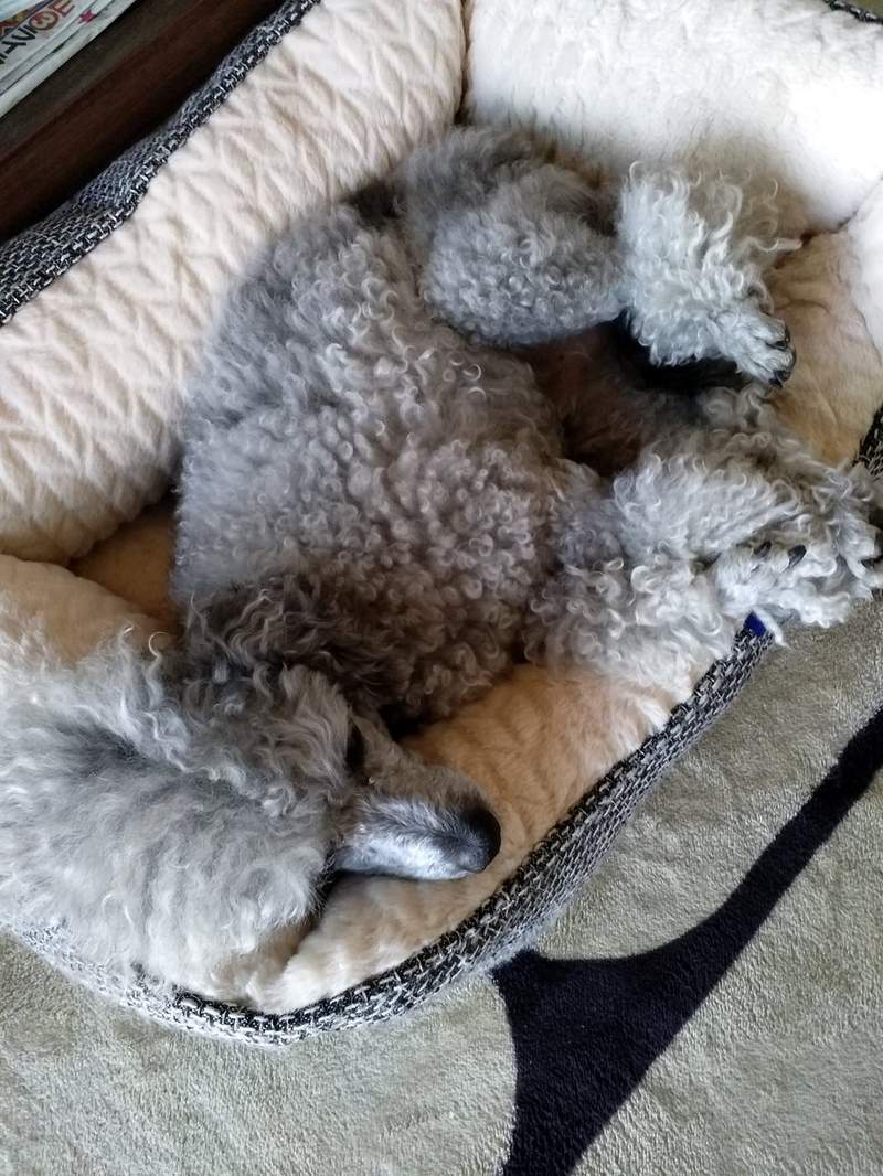 《职场里的狗主管》上班有了狗主管的陪伴,工作效率都加倍❤ - 图片9 《职场里的狗主管》上班有了狗主管的陪伴,工作效率都加倍❤