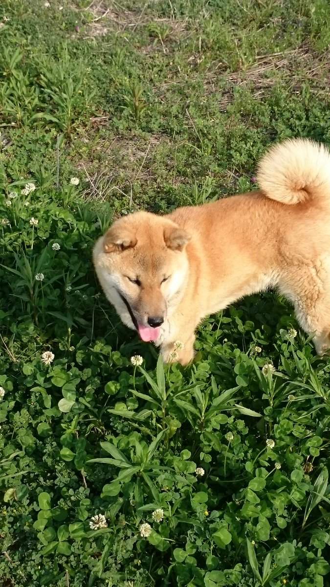 《职场里的狗主管》上班有了狗主管的陪伴,工作效率都加倍❤ - 图片11 《职场里的狗主管》上班有了狗主管的陪伴,工作效率都加倍❤