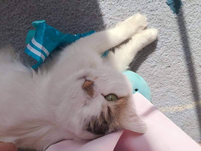 《职场里的狗主管》上班有了狗主管的陪伴,工作效率都加倍❤ - 图片14 《职场里的狗主管》上班有了狗主管的陪伴,工作效率都加倍❤