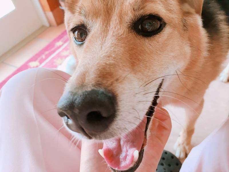 《职场里的狗主管》上班有了狗主管的陪伴,工作效率都加倍❤ - 图片12 《职场里的狗主管》上班有了狗主管的陪伴,工作效率都加倍❤