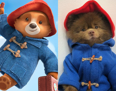 神似《柏靈頓熊熊》的《巧克力博美「Bertram」》可愛的模樣好治癒