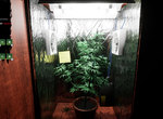 《毒梟模擬器Drug Dealer Simulator》體驗種大麻、運毒,別被條子盯上了,小心黑吃黑… 《毒梟模擬器Drug Dealer Simulator》體驗種大麻、運毒,別被條子盯上了,小心黑吃黑…