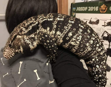 《把蜥蜴當狗養的結果》於是養成了一隻像狗的巨蜥...