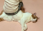《幼兒坐貓炎上》媽媽顧著拍照不勸阻 愛貓人士怒批虐待動物沒家教…… 《幼兒坐貓炎上》媽媽顧著拍照不勸阻 愛貓人士怒批虐待動物沒家教……