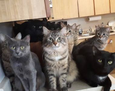 沒有結紮的結果《兩隻貓變120隻》多倫多救援中心急徵領養者