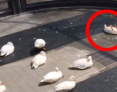 動物園驚見《超搶戲的鴨子》大家都在曬太陽,只有牠硬要跟別人不一樣...