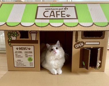 《貓砂盆紙箱大變身》不要的空箱竟然能直接變成有貓老闆的咖啡店❤